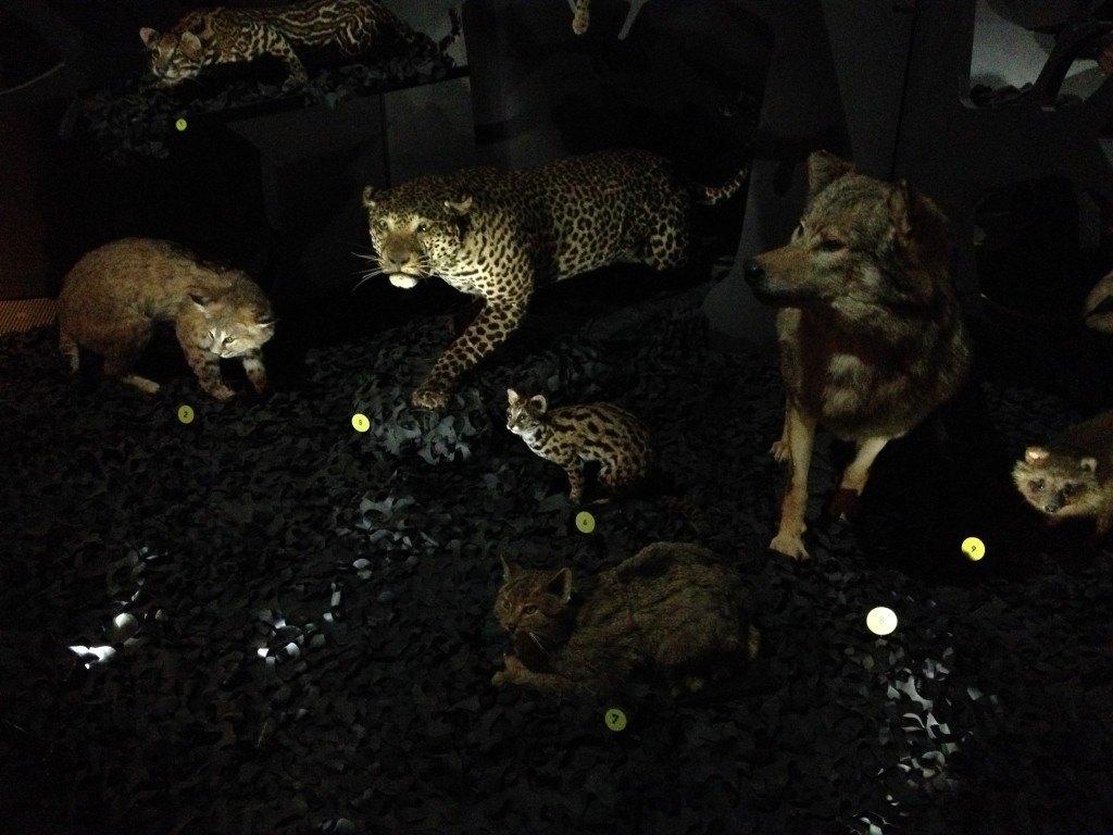 animaux nocturnes musée
