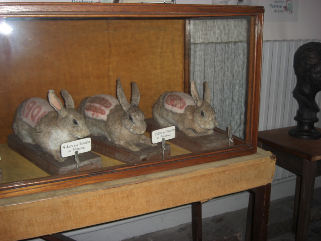 Conigli impagliato usati per descrivere i lavori di Camille Guérin sulla vaccinazione