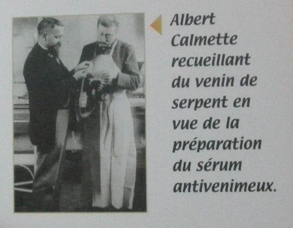 Albert Calmette raccoglie il veleno di serpente per la preparazione del siero