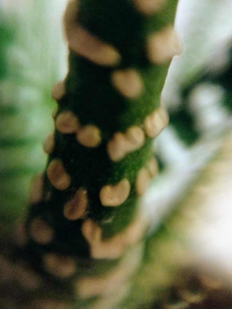 Cactus zèbre